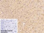 EEF1A1 Antibody in Immunohistochemistry (Paraffin) (IHC (P))