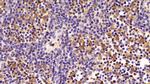 EEF1A1 Antibody in Immunohistochemistry (Paraffin) (IHC (P))