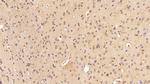 EEF1A1 Antibody in Immunohistochemistry (Paraffin) (IHC (P))
