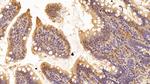 EEF1A1 Antibody in Immunohistochemistry (Paraffin) (IHC (P))
