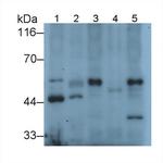 EEF1A1 Antibody in Western Blot (WB)