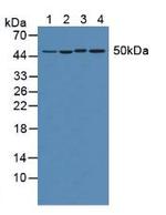 EEF1A1 Antibody in Western Blot (WB)