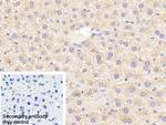 eIF2d Polyclonal Antibody