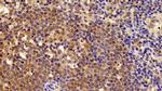 CRM1 Antibody in Immunohistochemistry (Paraffin) (IHC (P))