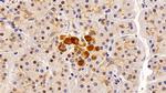 CRM1 Antibody in Immunohistochemistry (Paraffin) (IHC (P))