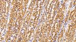CRM1 Antibody in Immunohistochemistry (Paraffin) (IHC (P))
