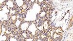 CRM1 Antibody in Immunohistochemistry (Paraffin) (IHC (P))
