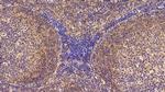CRM1 Antibody in Immunohistochemistry (Paraffin) (IHC (P))