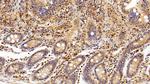 CRM1 Antibody in Immunohistochemistry (Paraffin) (IHC (P))