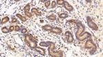 CRM1 Antibody in Immunohistochemistry (Paraffin) (IHC (P))