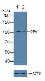 CRM1 Antibody in Western Blot (WB)