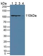 CRM1 Antibody in Western Blot (WB)