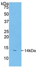 FAM19A2 Antibody in Western Blot (WB)