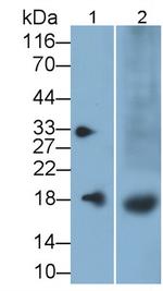 FAM19A2 Antibody in Western Blot (WB)