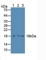 FAM19A2 Antibody in Western Blot (WB)