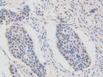 FAM19A3 Antibody in Immunohistochemistry (Paraffin) (IHC (P))