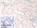 FAM19A3 Antibody in Immunohistochemistry (Paraffin) (IHC (P))