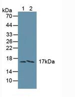 FAM19A3 Antibody in Western Blot (WB)