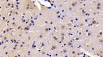 FADD Antibody in Immunohistochemistry (Paraffin) (IHC (P))