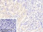 FADD Antibody in Immunohistochemistry (Paraffin) (IHC (P))