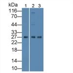 FADD Antibody in Western Blot (WB)