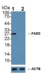 FADD Antibody in Western Blot (WB)