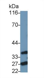 FADD Antibody in Western Blot (WB)