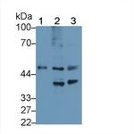 FEZ2 Antibody in Western Blot (WB)