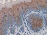 FABP9 Polyclonal Antibody