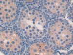 FABP9 Antibody in Immunohistochemistry (Paraffin) (IHC (P))