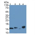 FABP9 Antibody in Western Blot (WB)