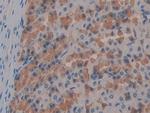FABP9 Polyclonal Antibody