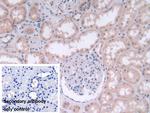 FADS2 Antibody in Immunohistochemistry (Paraffin) (IHC (P))