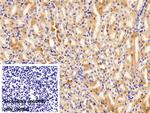 FADS2 Antibody in Immunohistochemistry (Paraffin) (IHC (P))
