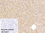 FADS2 Antibody in Immunohistochemistry (Paraffin) (IHC (P))