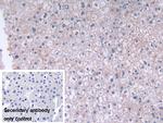 FADS2 Antibody in Immunohistochemistry (Paraffin) (IHC (P))