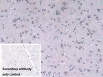 FADS2 Antibody in Immunohistochemistry (Paraffin) (IHC (P))