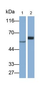 FADS2 Antibody in Western Blot (WB)