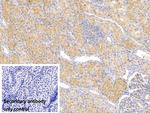 Ferritin Heavy Chain Antibody in Immunohistochemistry (Paraffin) (IHC (P))