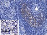 Ferritin Heavy Chain Antibody in Immunohistochemistry (Paraffin) (IHC (P))