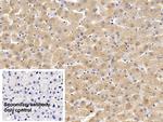 Ferritin Heavy Chain Antibody in Immunohistochemistry (Paraffin) (IHC (P))