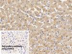 Ferritin Heavy Chain Antibody in Immunohistochemistry (Paraffin) (IHC (P))