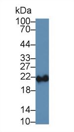 Ferritin Heavy Chain Antibody in Western Blot (WB)