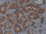 Ferritin Heavy Chain Antibody in Immunohistochemistry (Paraffin) (IHC (P))