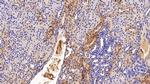 Ferritin Heavy Chain Antibody in Immunohistochemistry (Paraffin) (IHC (P))