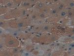 Ferritin Heavy Chain Antibody in Immunohistochemistry (Paraffin) (IHC (P))