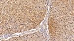 Ferritin Heavy Chain Antibody in Immunohistochemistry (Paraffin) (IHC (P))