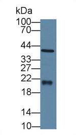 Ferritin Heavy Chain Antibody in Western Blot (WB)