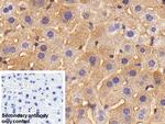 Ferritin Heavy Chain Antibody in Immunohistochemistry (Paraffin) (IHC (P))
