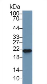 Ferritin Heavy Chain Antibody in Western Blot (WB)